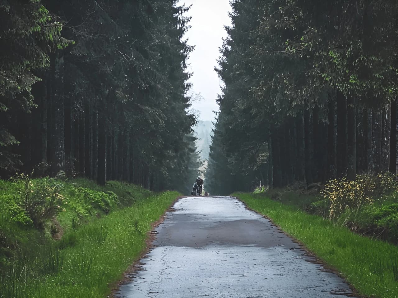 Un chemin forestier bordé d'arbres verts, parfait pour une aventure à vélo en pleine nature.