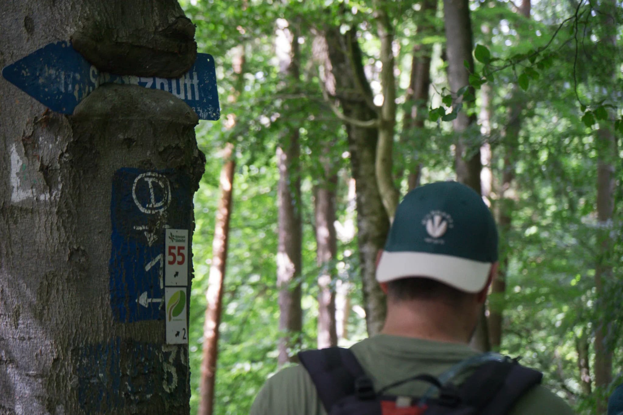 Een wandelaar in het Luxemburgse bos die prachtige natuurpaden ontdekt.