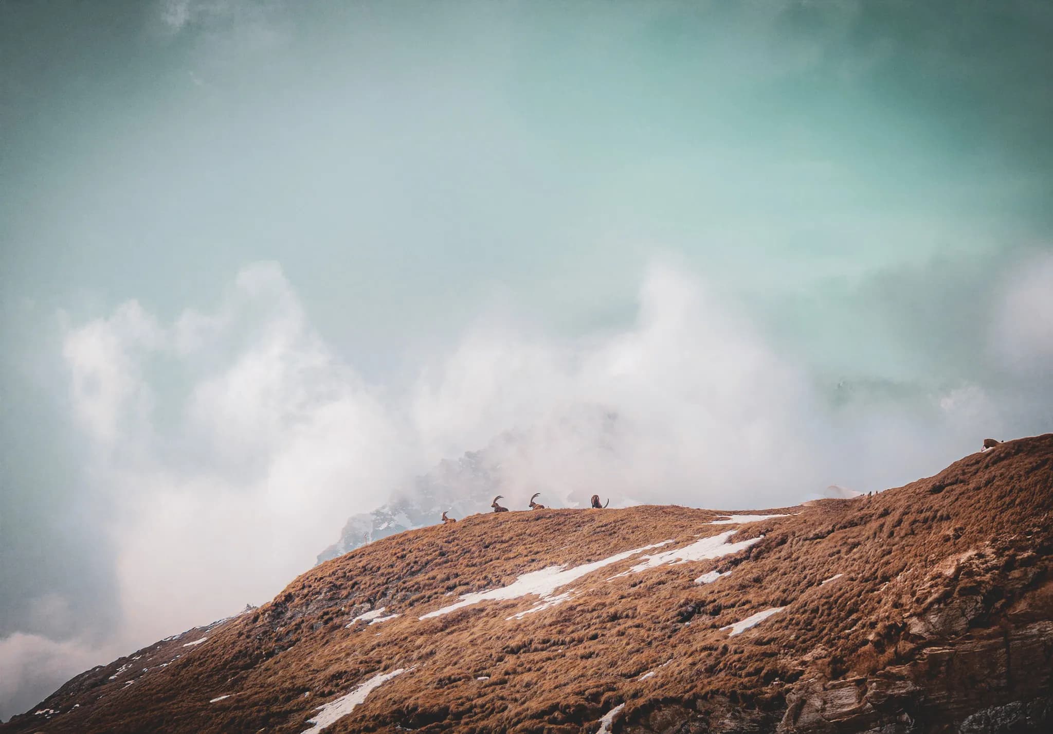 Des chamois paisiblement posés sur une crête, entourés de nuages au Mont Viso. Un paysage enchanteur.