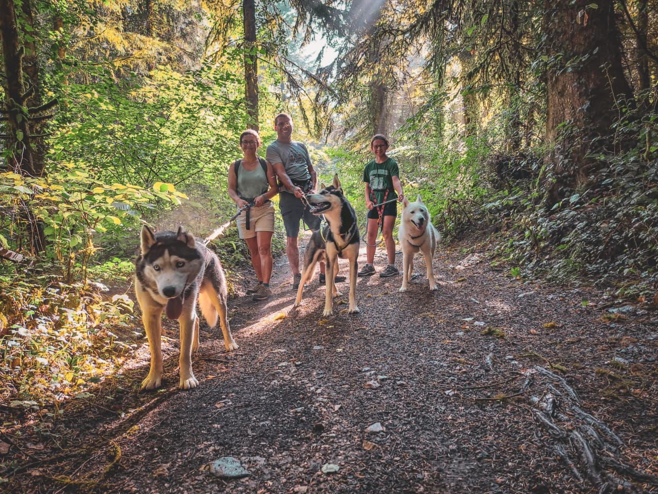 Group of hikers and dogs on a bright forest path in the Jura. Green countryside.