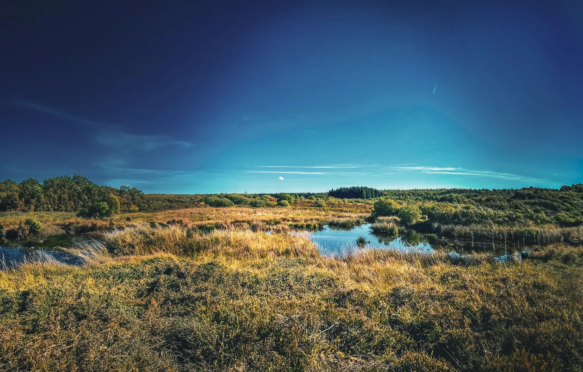 A vast natural landscape, with meadows and ponds. In the background, denser trees rise up, forming a forest. The sky is clear, with hues ranging from blue to turquoise,