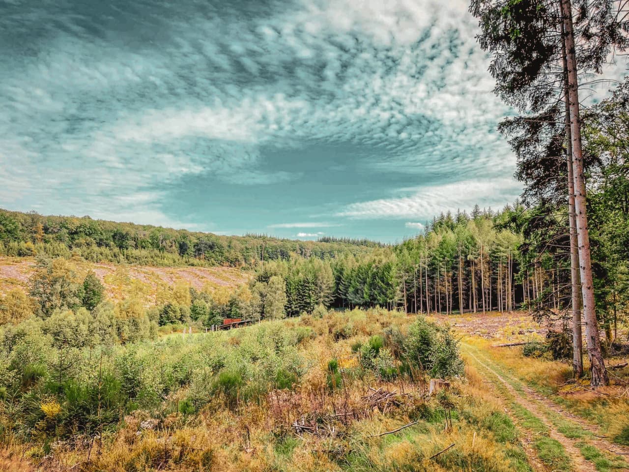 Un paysage verdoyant des forêts ardennaises sous un ciel nuageux, invitant à l'aventure à vélo.