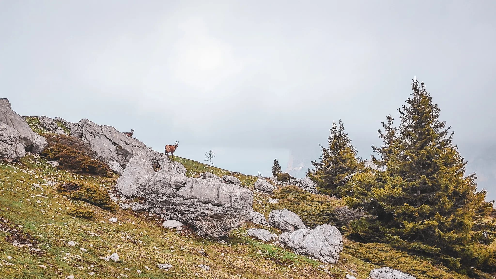 Un paysage alpin avec des rochers sombres et des terrasses verdoyantes, parsemé d'arbres conifères. Au premier plan, plusieurs animaux, probablement des chamois, sont visibles, évoluant dans cet environnement