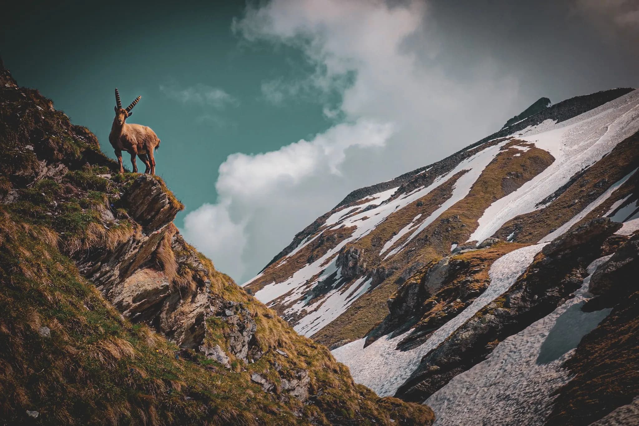 An ibex stands majestically on a steep rock, its horns curved. In the background, impressive mountains, partly covered in snow.