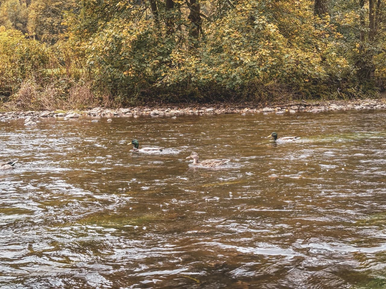 Ducks swimming peacefully in a river lined with autumn-coloured trees in the Ardennes.