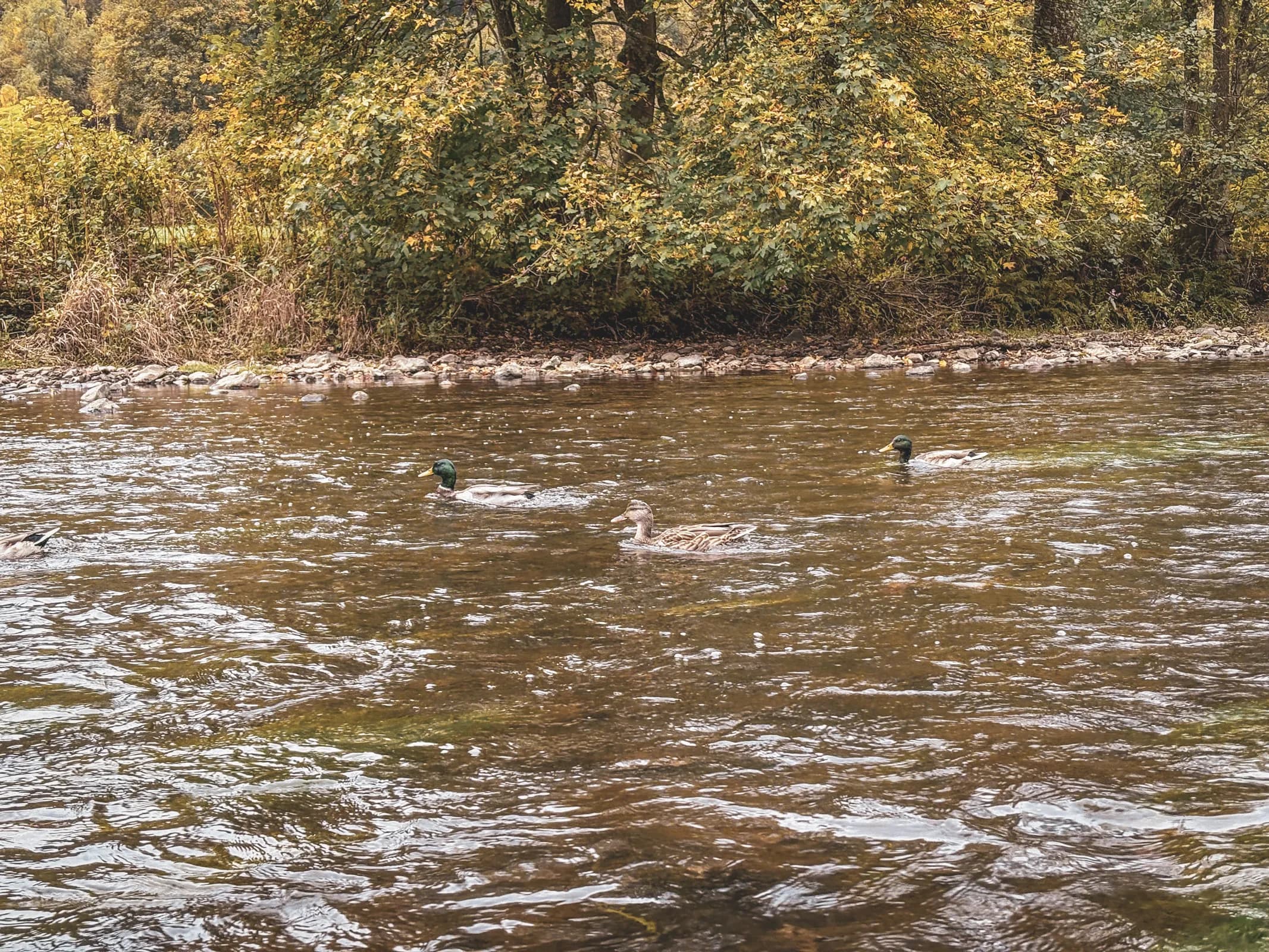 Ducks swimming peacefully in a river lined with autumn-coloured trees in the Ardennes.