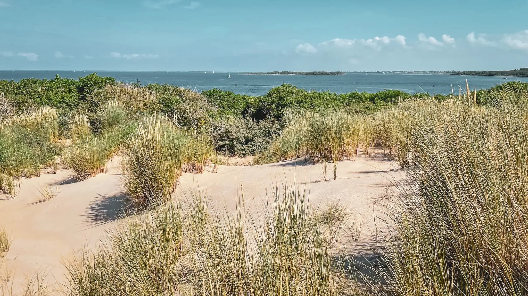 Golden dunes and coastal vegetation, breathtaking views of the sun-drenched Zeeland Sea.