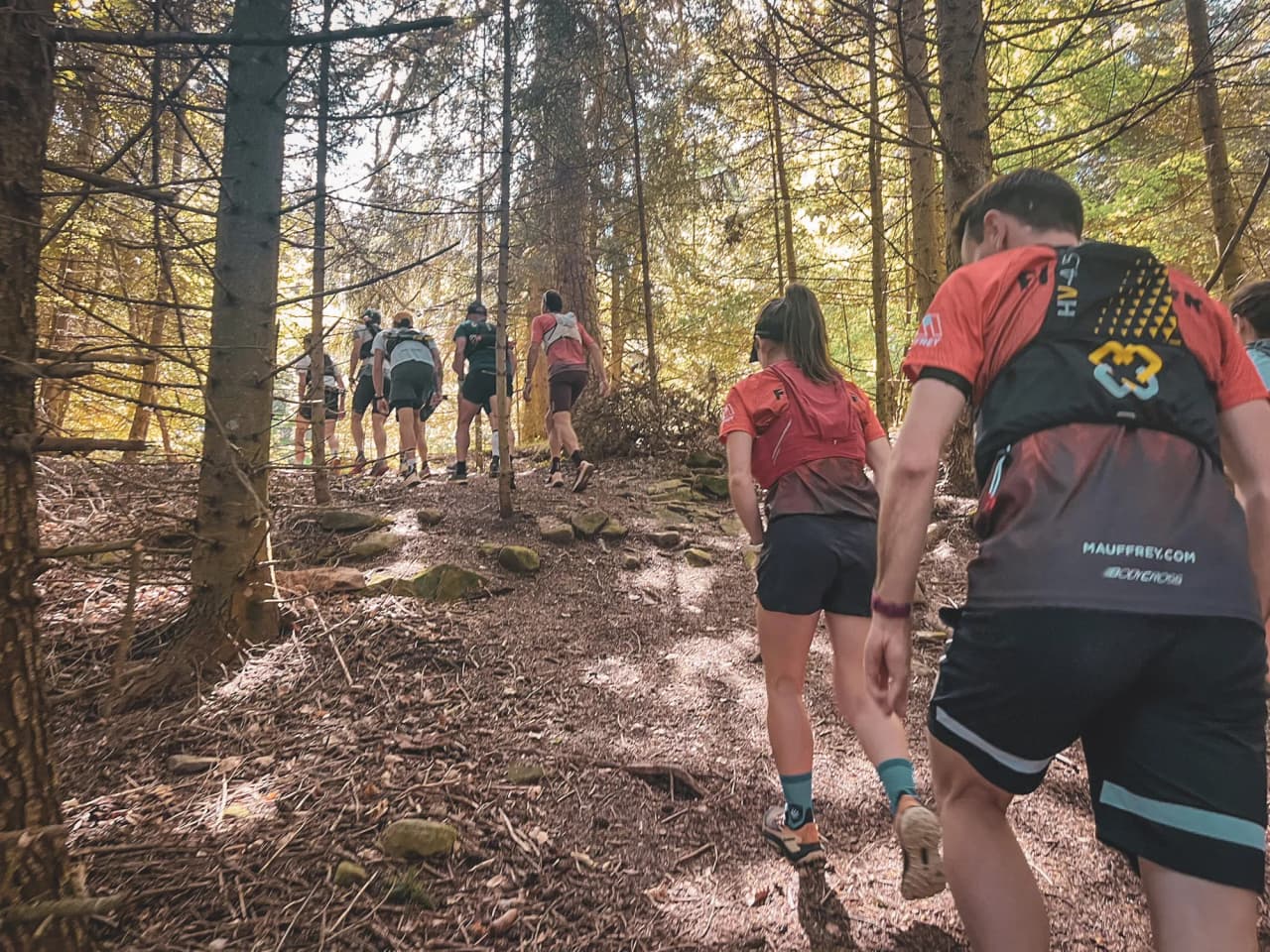 Des coureurs gravissent un sentier forestier doré, plongés dans la nature du Mercantour.