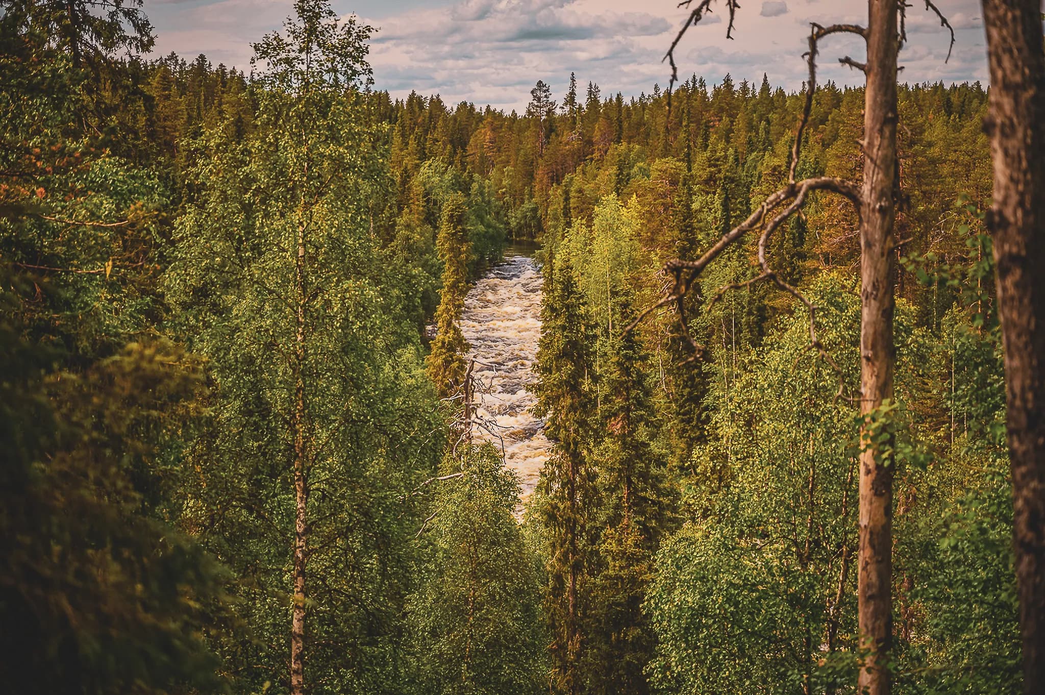 A dense natural landscape with lush trees in different shades of green. In the centre, a tumultuous river meanders through the forest, with white waves indicating a strong current. Tree trunks, some