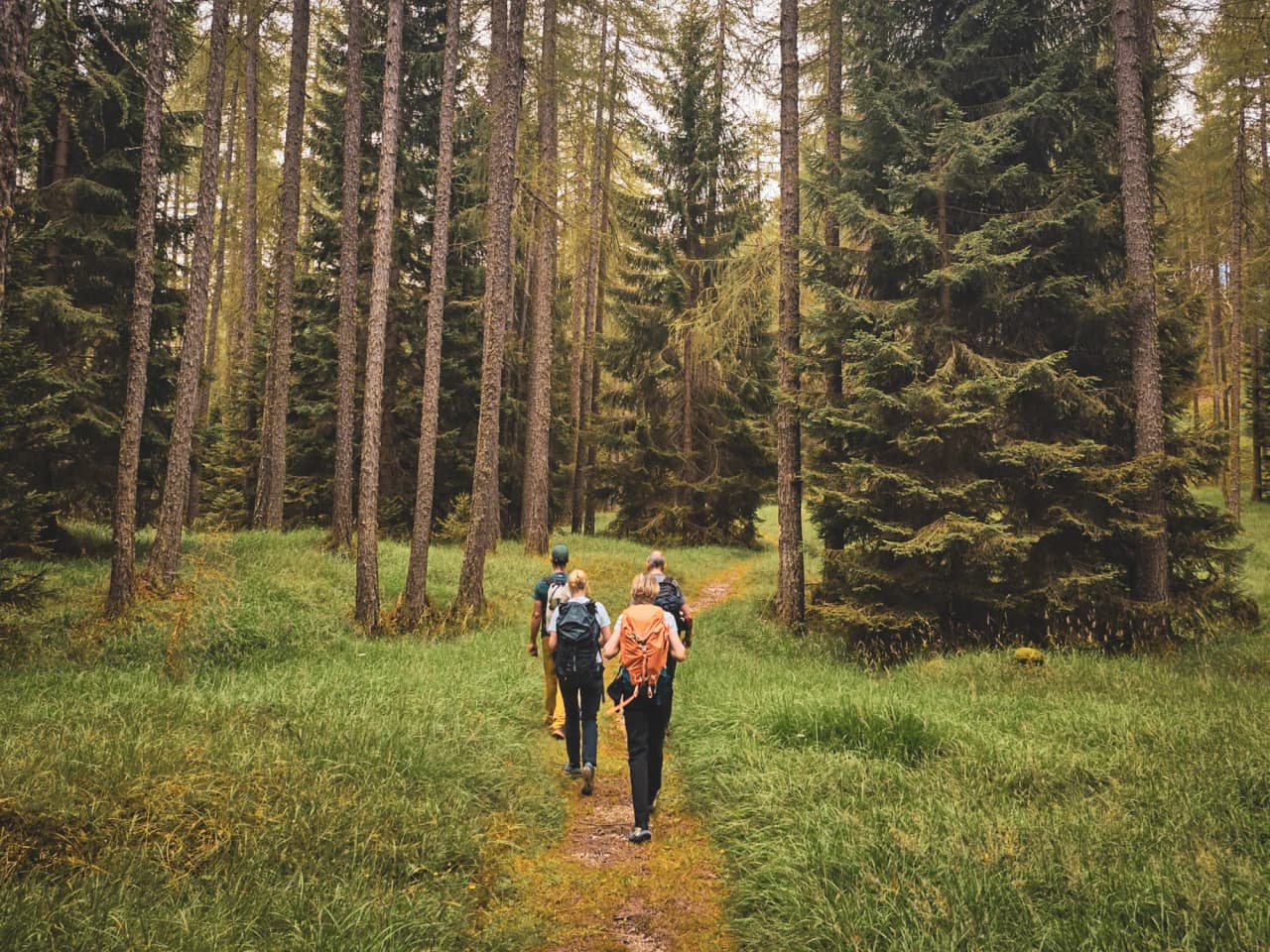 Group hike in a green Dolomite forest, surrounded by majestic fir trees.