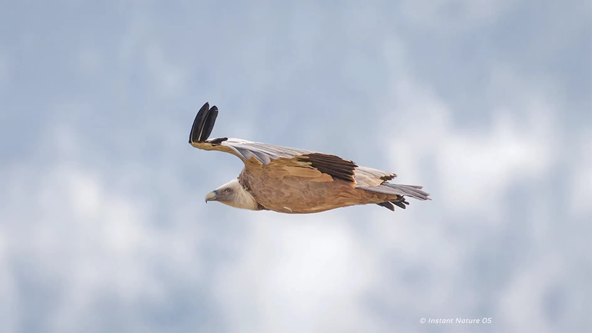 A vulture soaring through the sky with its wings spread. Its plumage is predominantly beige with shades of brown on the wing tips. The bird seems to be on the move, showing its power and speed.