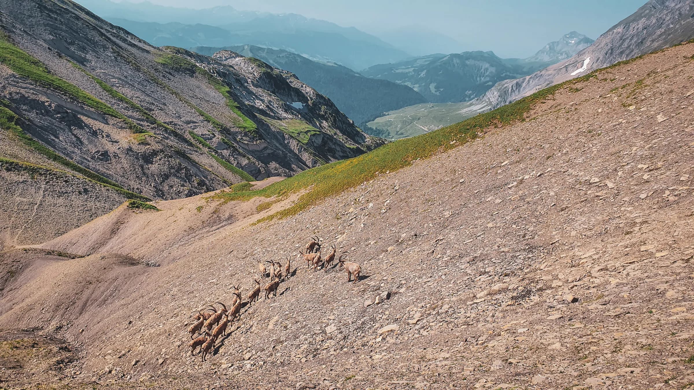 A group of chamois climb a mountainside in the heart of the Aravis mountains, offering an enchanting spectacle.