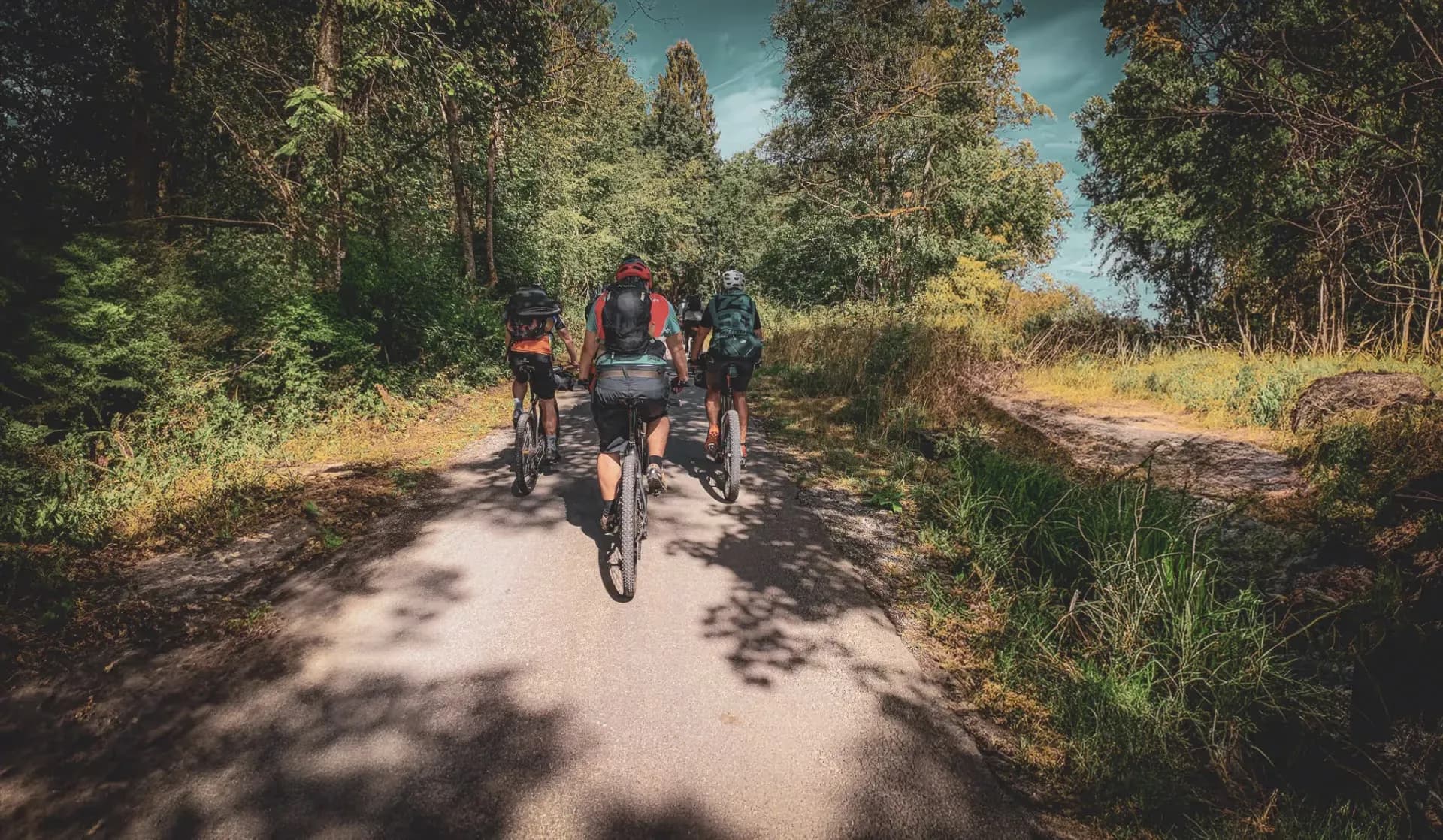 A group of cyclists pedal along a sunny forest track, surrounded by lush greenery.