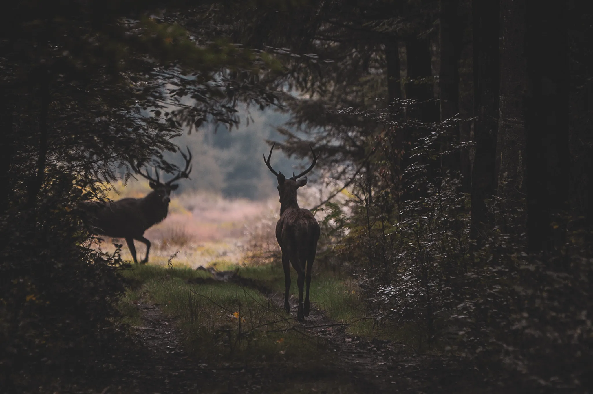 Deux cerfs majestueux se tiennent dans une forêt mystérieuse aux Vosges, invitant à l'aventure.