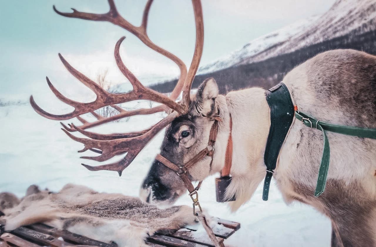 A majestic reindeer stands on the snow, ready for adventure in Norwegian Lapland.