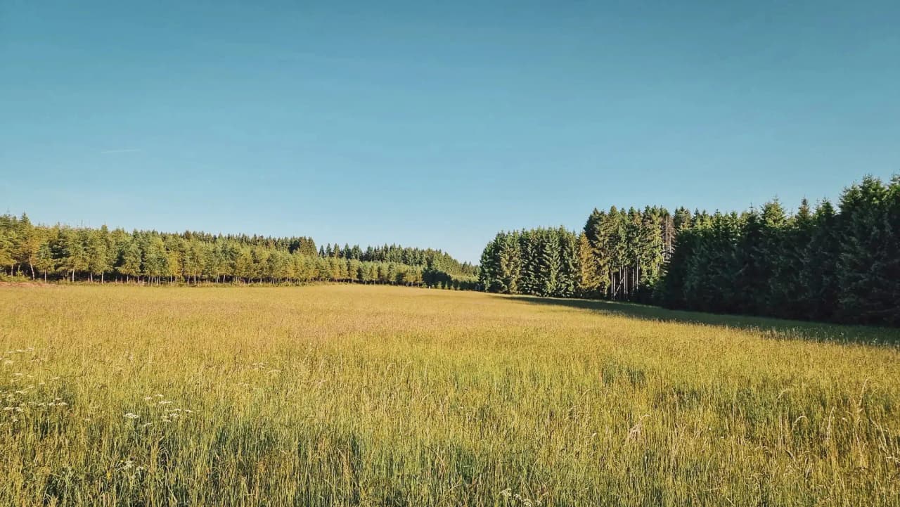 Vaste prairie dorée entourée de forêts verdoyantes sous un ciel ensoleillé. Une invitation à l'aventure!