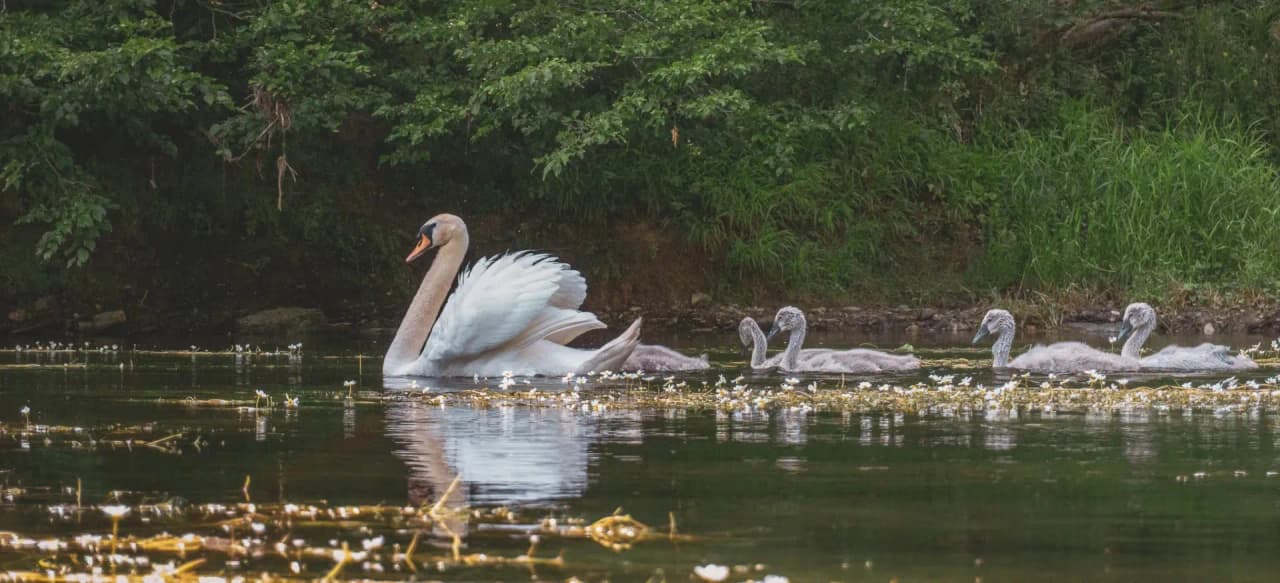 Een majestueuze zwaan zwemt vredig met zijn jong in de groene vallei van de Semois.