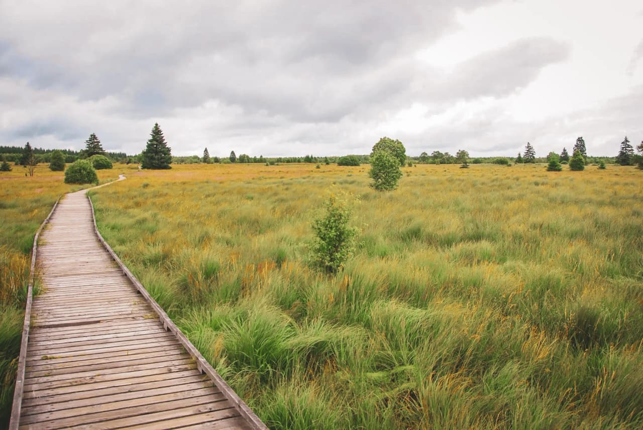 Sentier en bois serpentant à travers les hautes herbes dorées des Hautes Fagnes, sous un ciel nuageux.