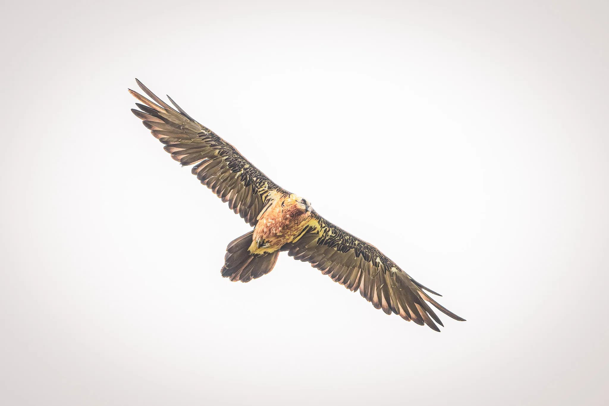 A majestic eagle in flight against a clear sky, a symbol of the wild fauna of the Pyrenees.
