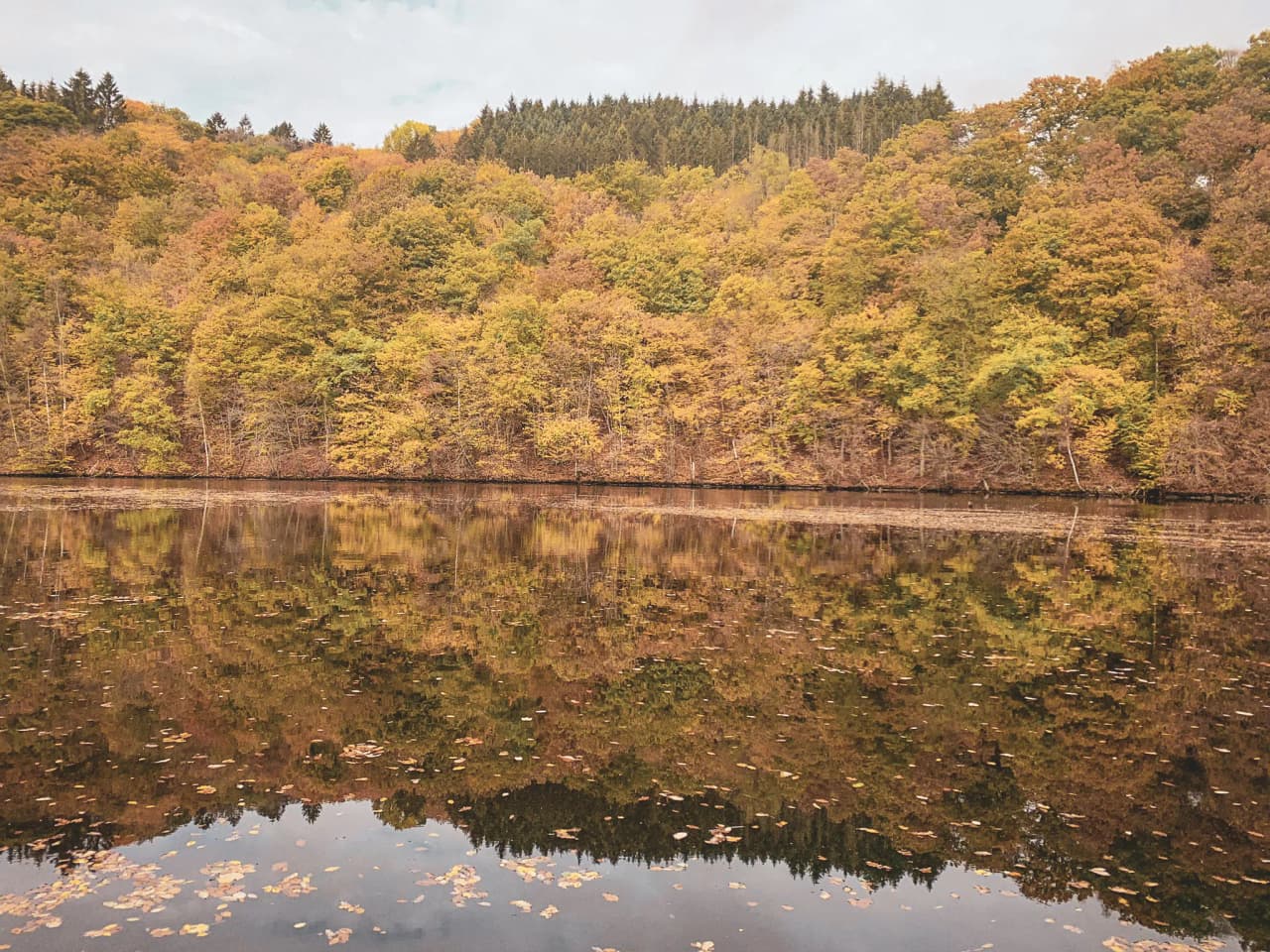 Vallei van de Semois, gouden reflecties van bomen in de herfst op vredig water. Een avontuur in de natuur.
