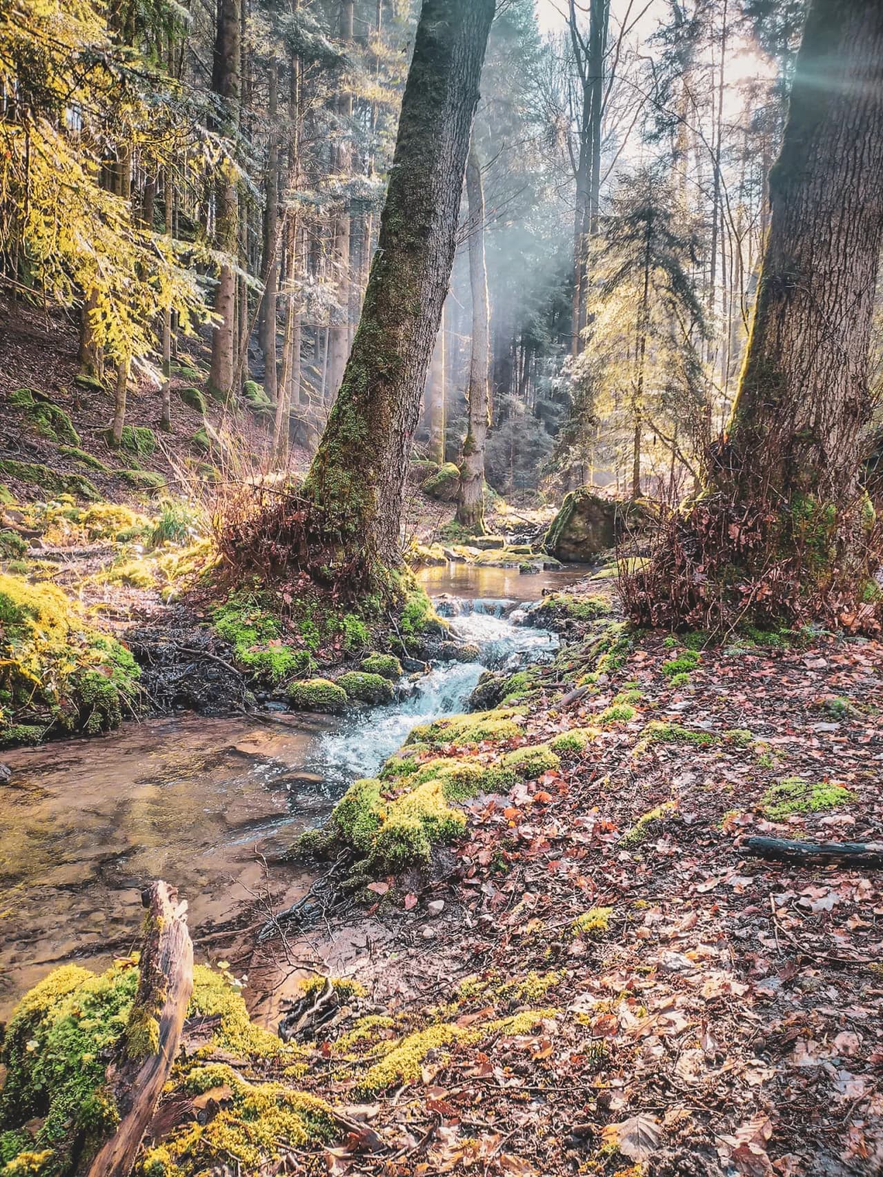 Een sprankelend beekje kronkelt tussen majestueuze bomen, versierd met groen mos.