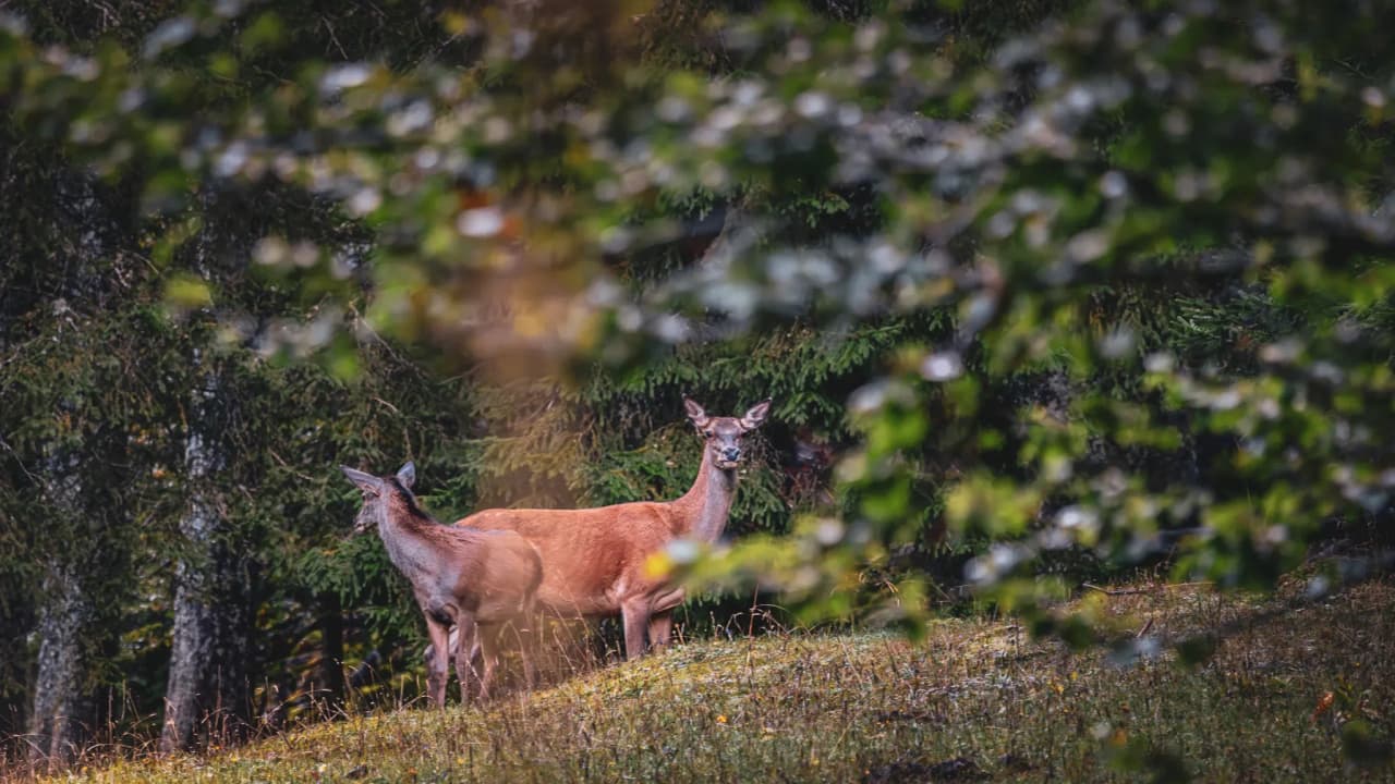 Two majestic stags watching their green surroundings in the heart of the Jura. Serene nature to explore.