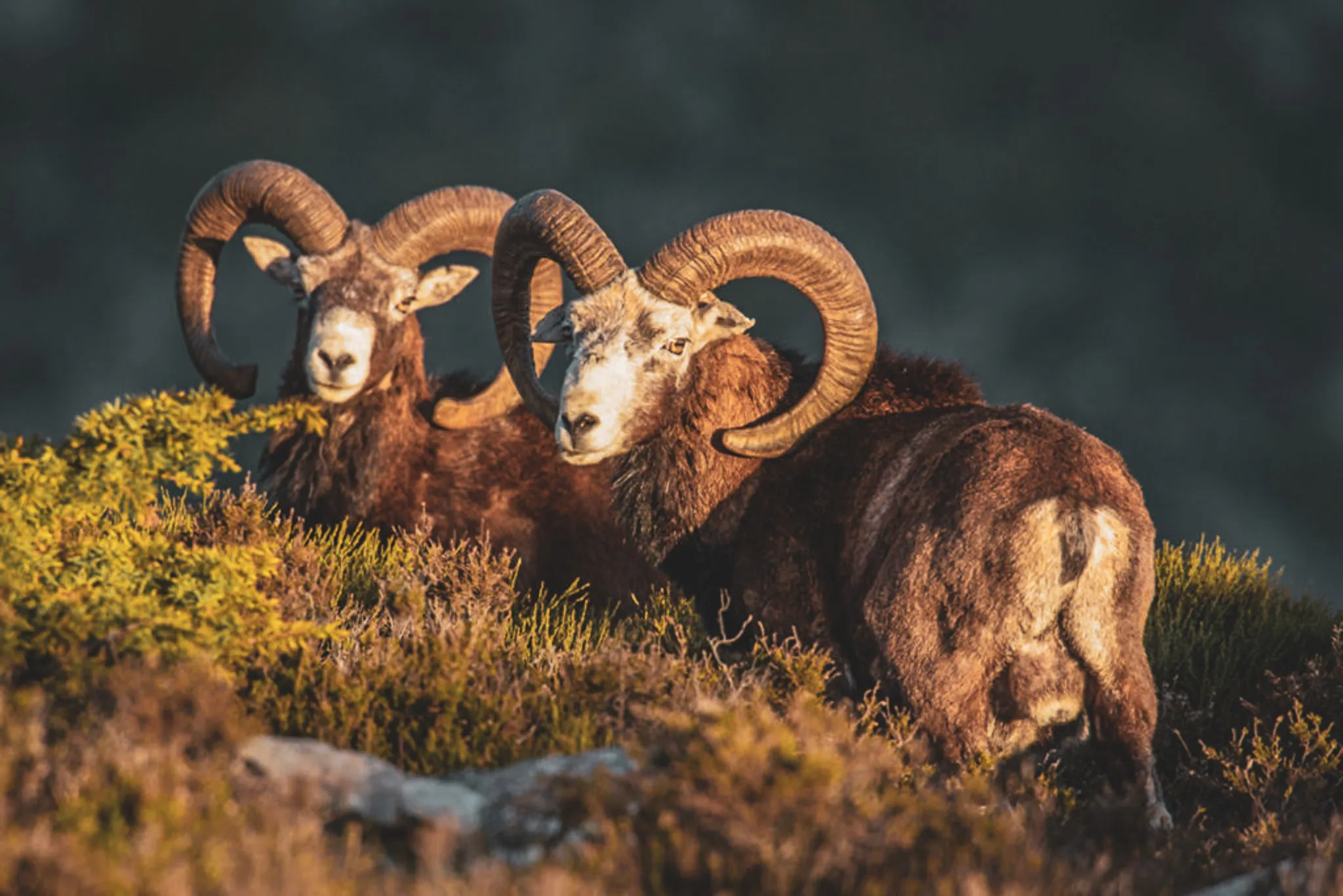 Two majestic rams stand side by side in a natural landscape. Their large, curved horns add to their imposing appearance, while their brown coats blend harmoniously with the surrounding vegetation.