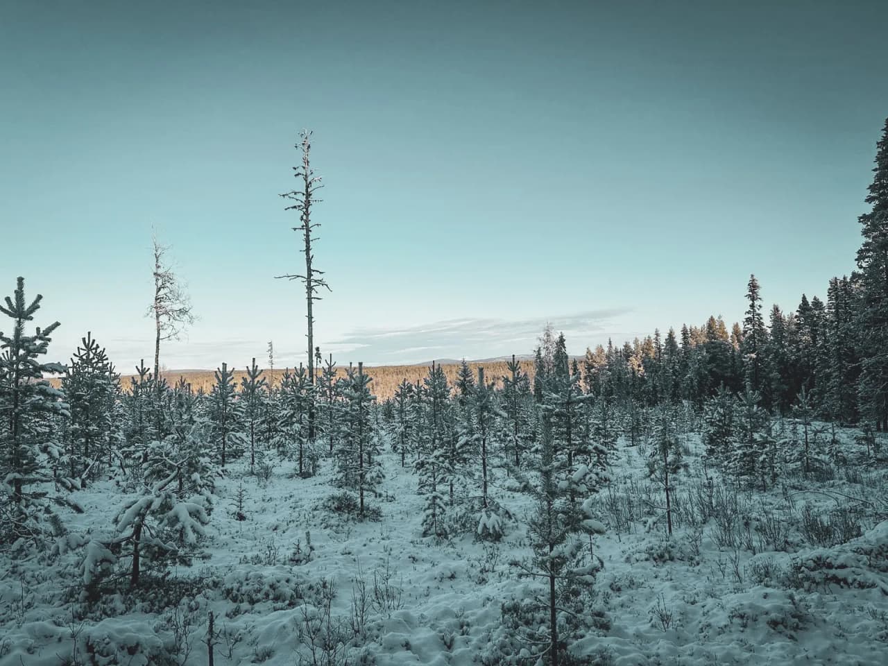 Paysage de forêt enneigée en Laponie suédoise