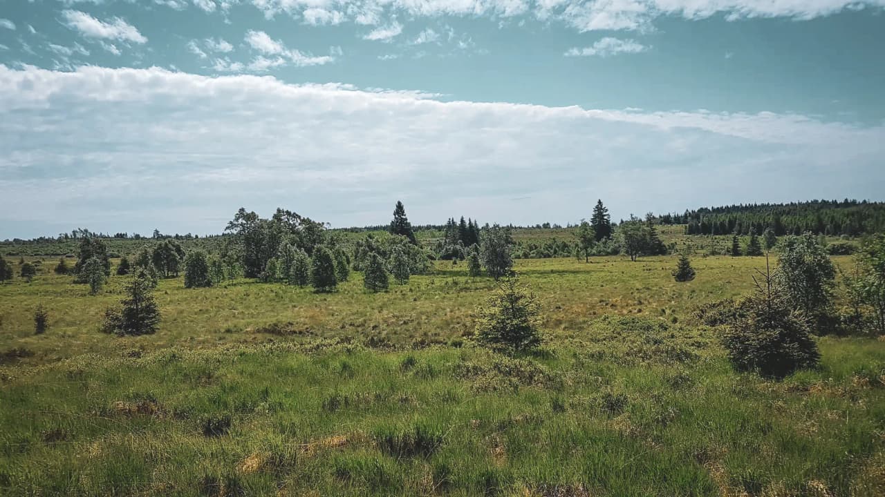 vaste prairie verdoyante et arbres épars sous un ciel lumineux.