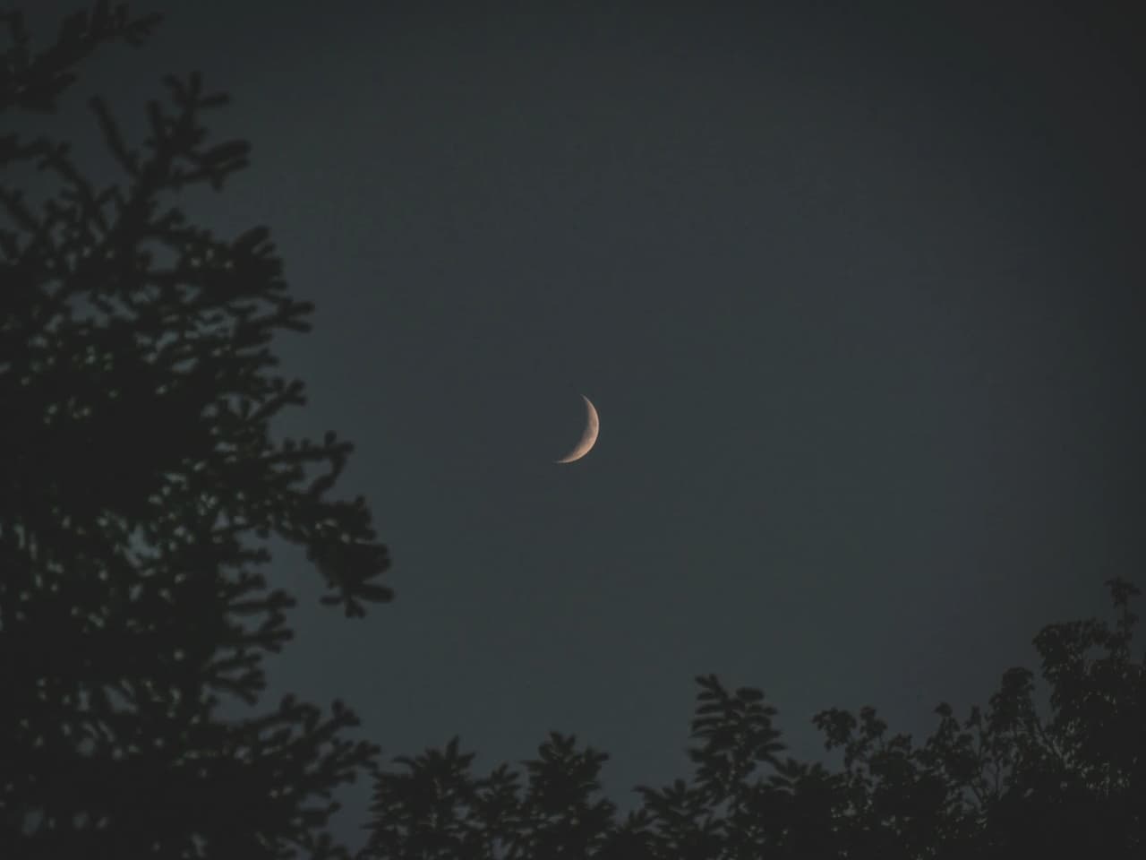 Night sky with a crescent moon between silhouettes of trees, a promise of wild adventure.