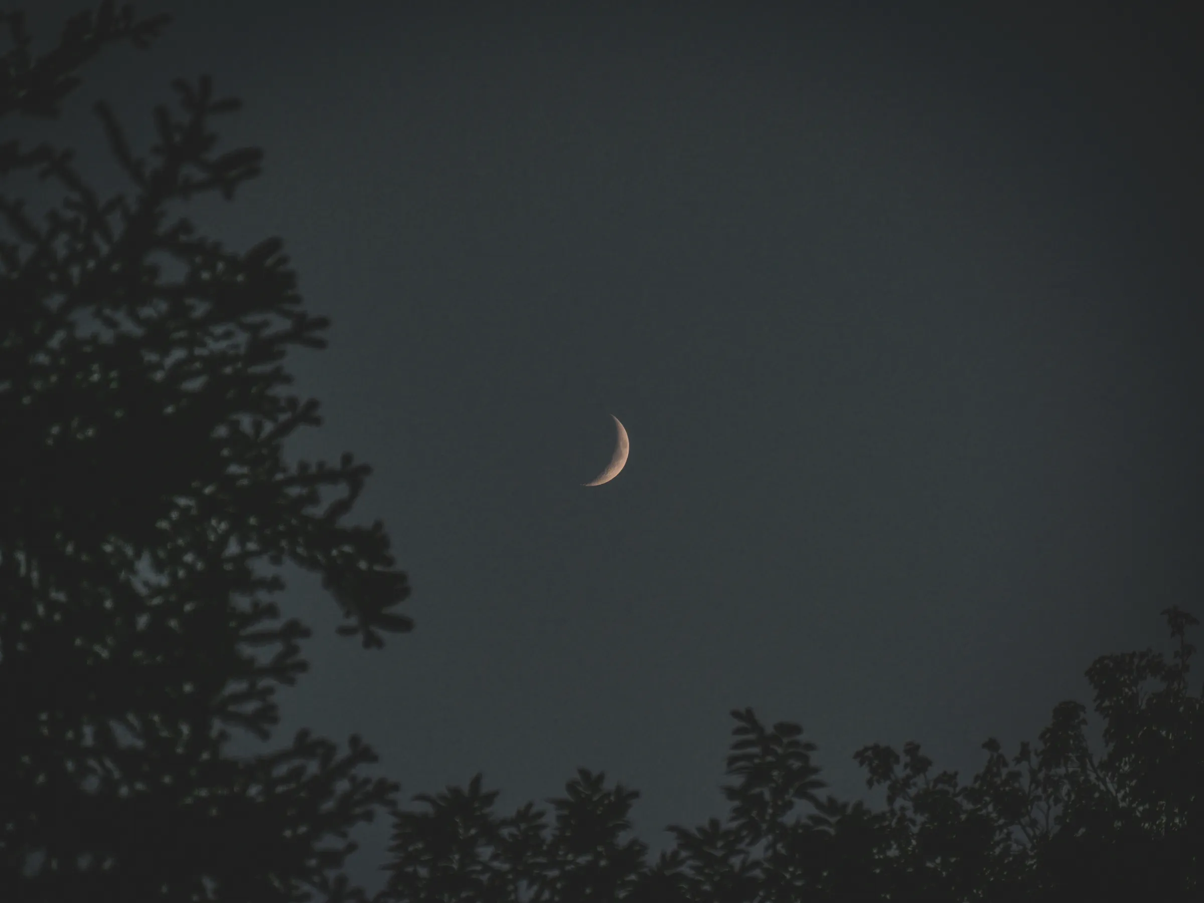 Night sky with a crescent moon between silhouettes of trees, a promise of wild adventure.