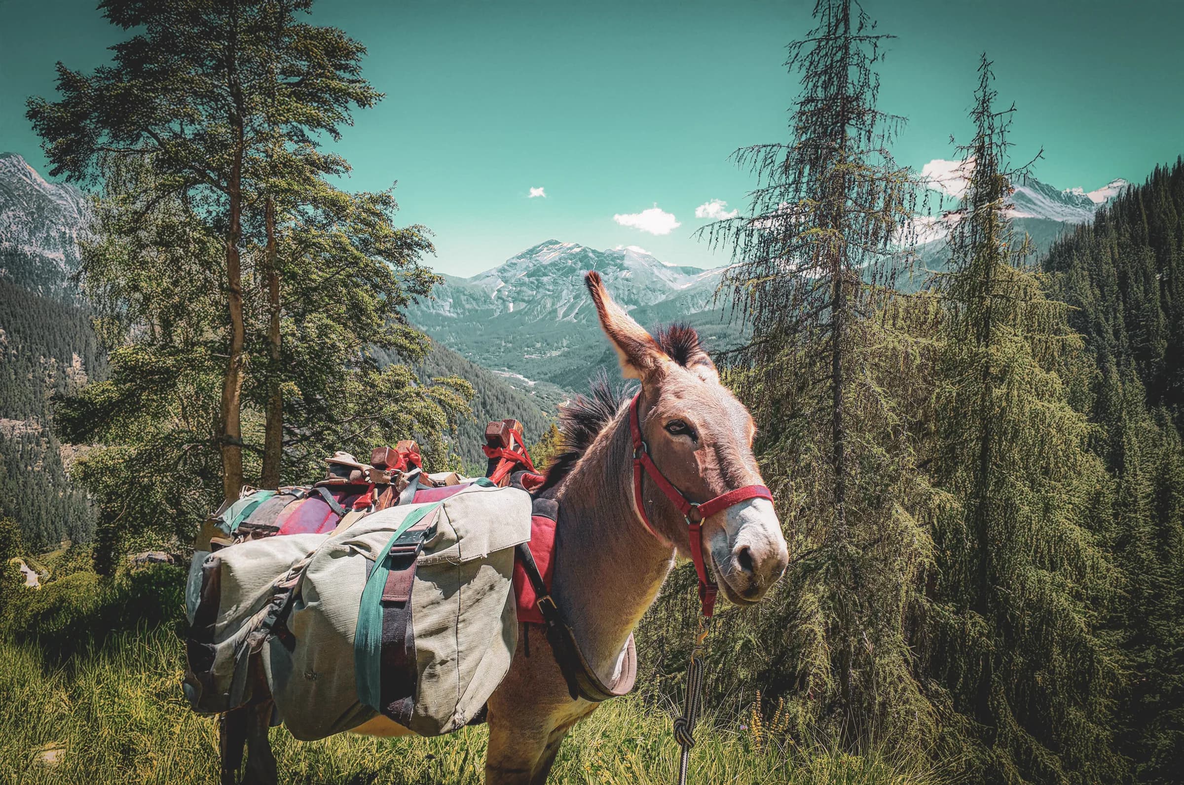 A donkey is present in a mountainous environment, carrying luggage attached to its saddle. The donkey is wearing a red harness to emphasise its presence. Majestic mountains can be seen in the background,