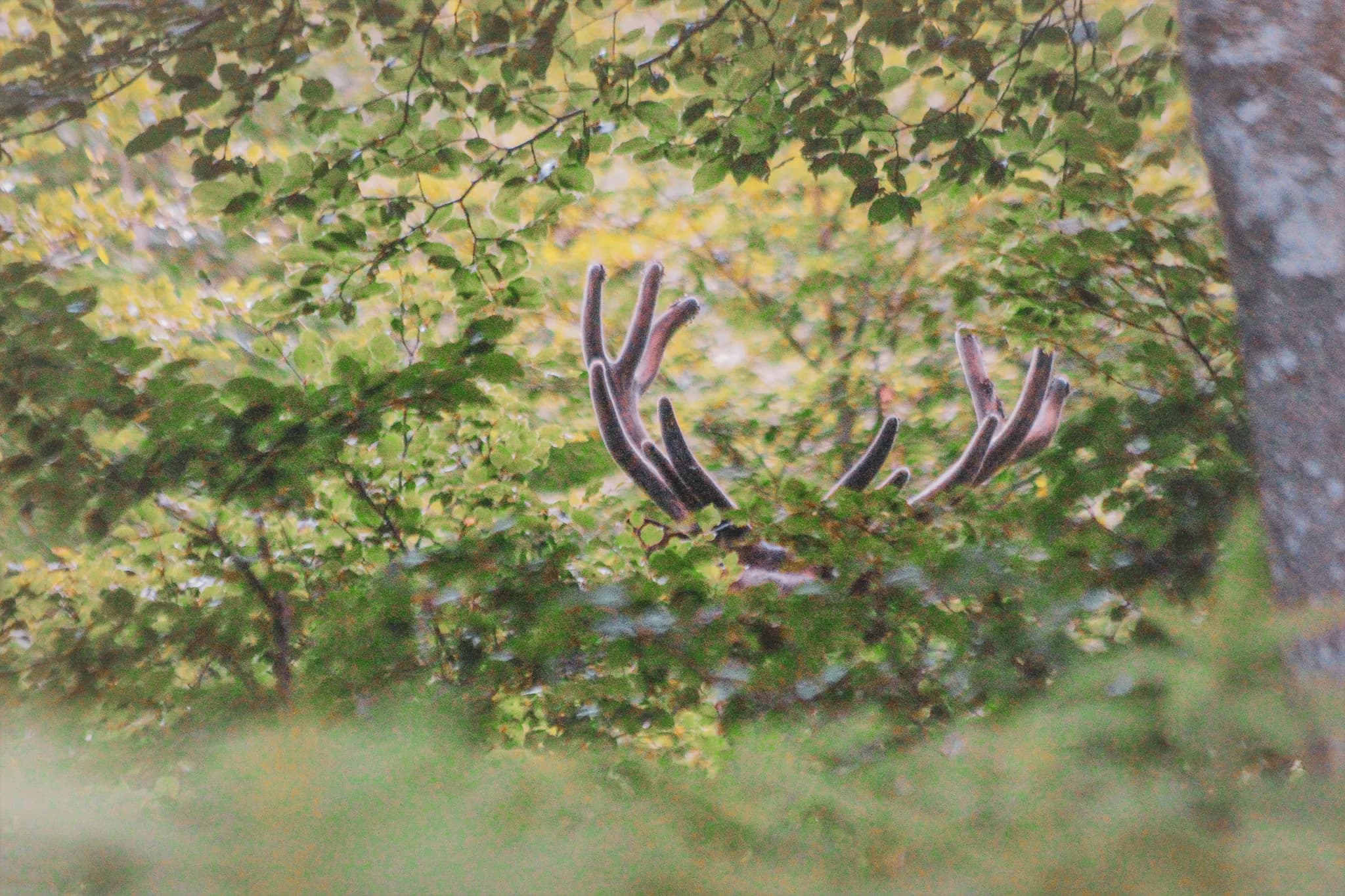 Antlers emerge among the lush foliage, an invitation to explore the ungulates of the Vercors.