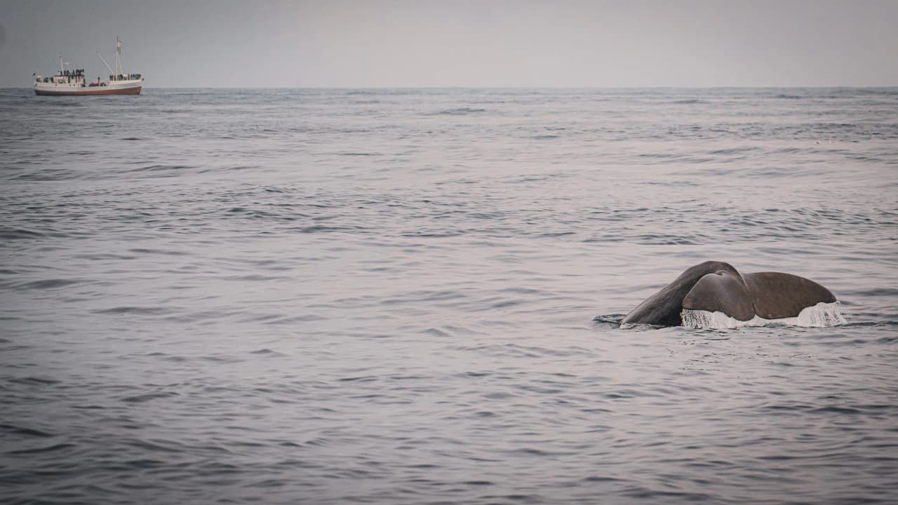 An orca emerging from the calm waters of the fjords, with a sailing boat in the background, beckoned the adventurer.