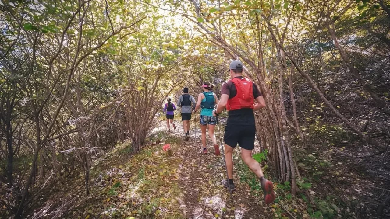Een groep hardlopers op een groen pad, omringd door een bladerdak van takken, midden in de natuur.