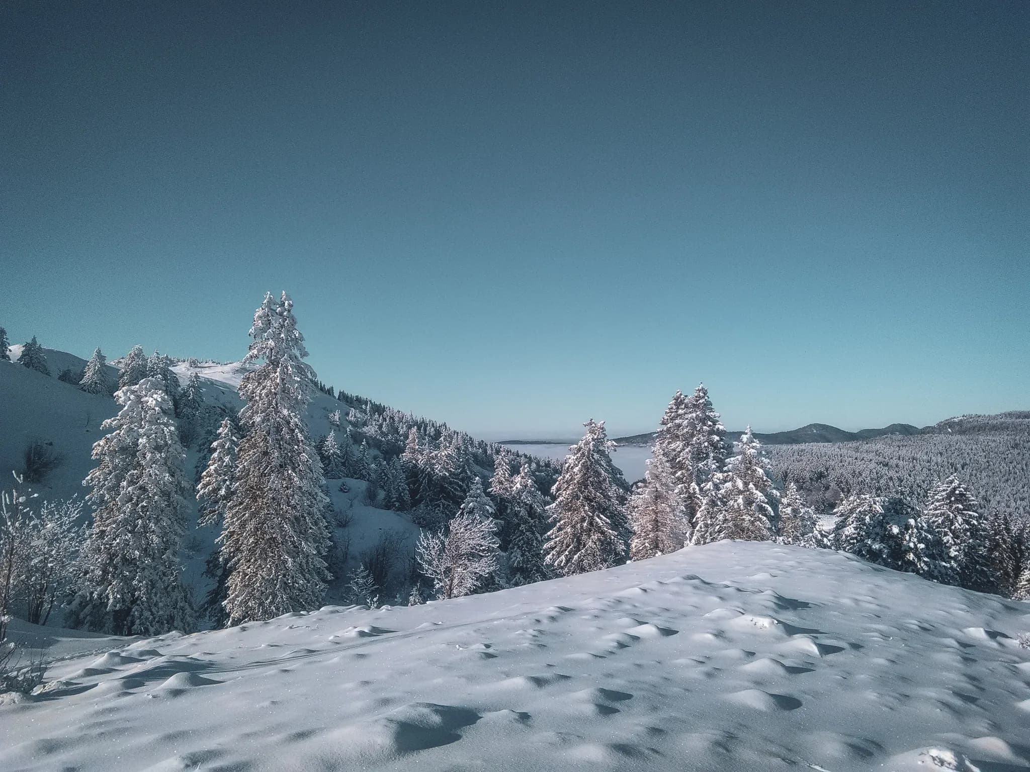 Een betoverend winterlandschap in de Zwitserse Jura, met besneeuwde bomen onder een strakblauwe hemel.