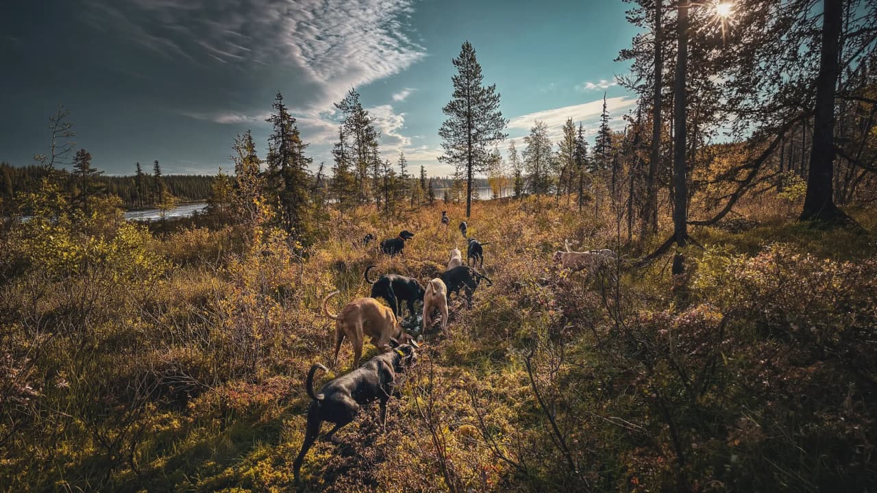 Honden op verkenning in het boreale bos in Zweeds Lapland, onder een heldere hemel.