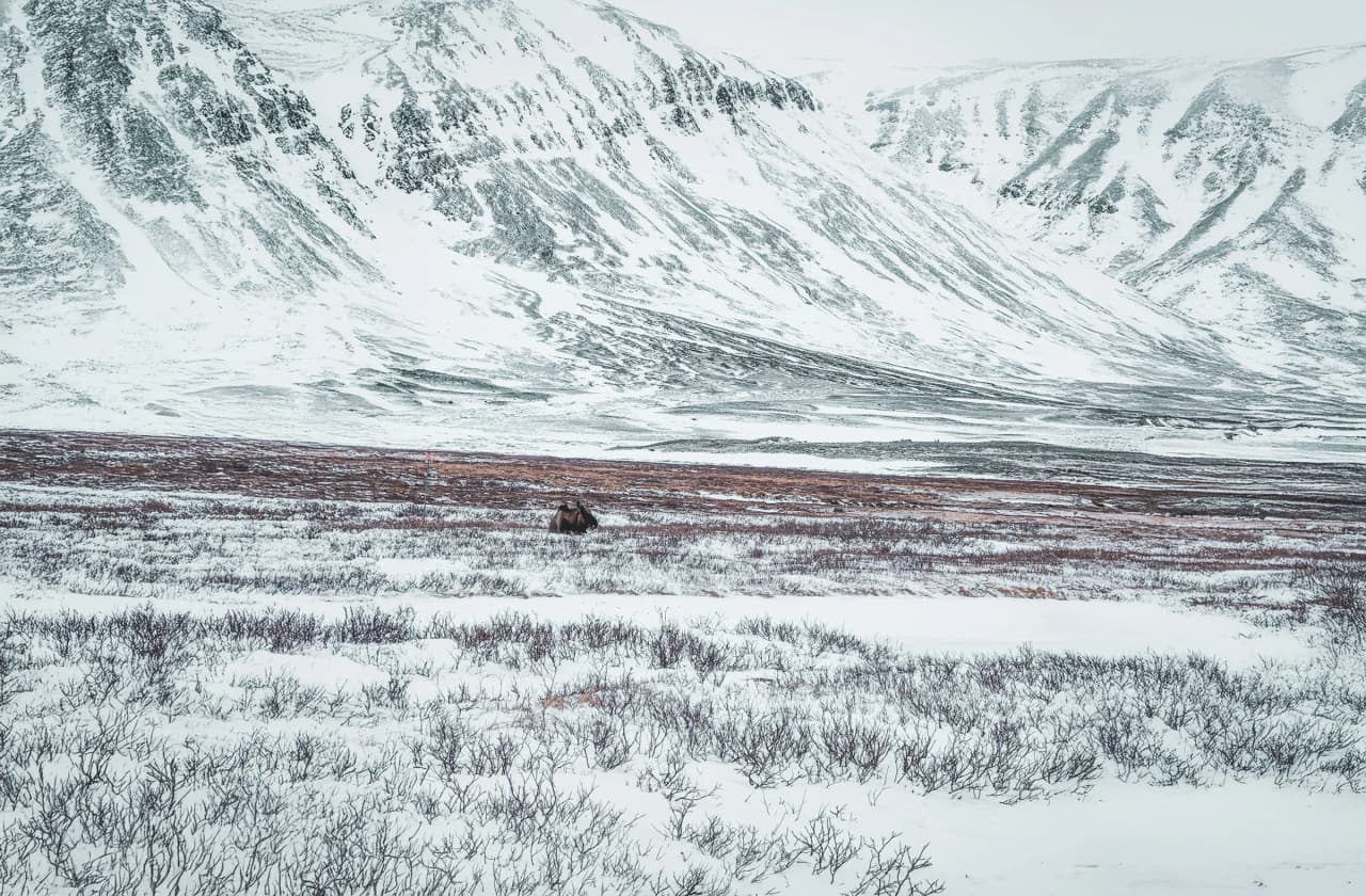 The snow-covered immensity of Swedish Lapland, with majestic mountains as a backdrop.
