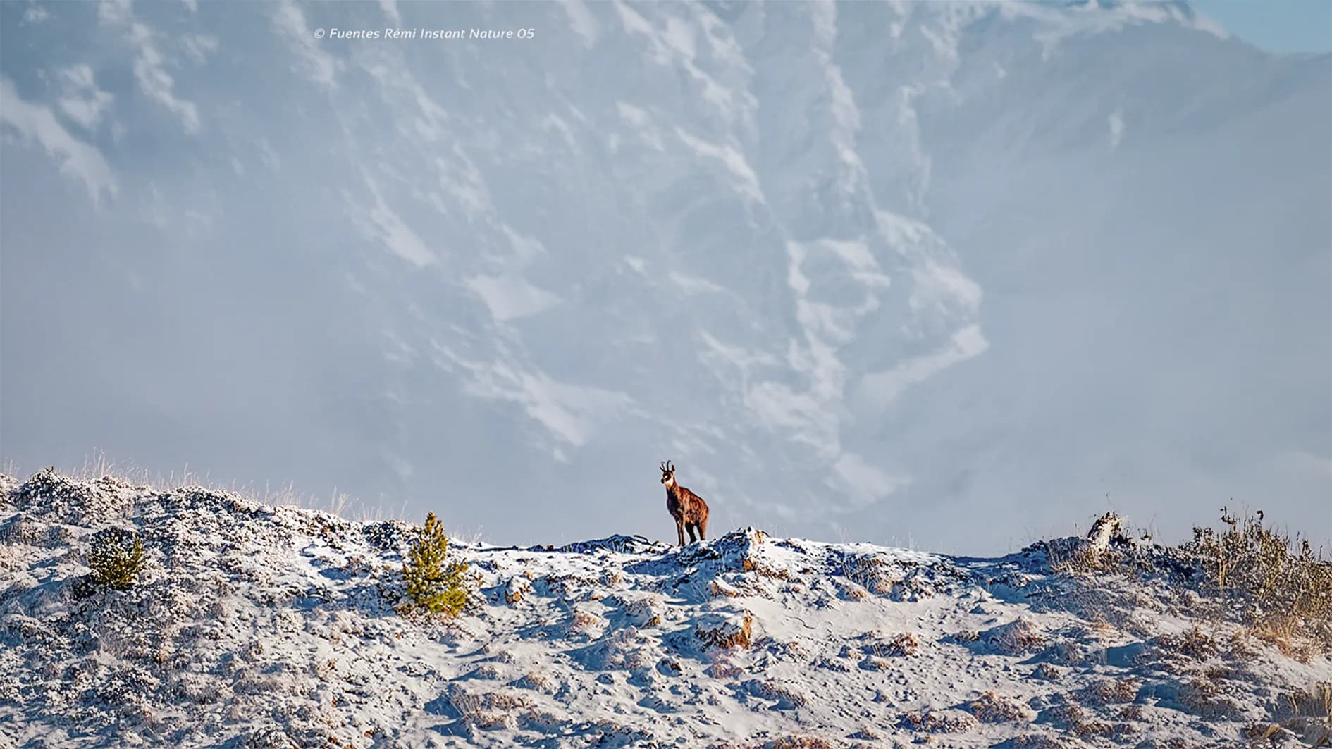 A chamois stands on rocky ground, overlooking a mountainous landscape. The scene is dominated by shades of white and blue, with snow-capped peaks in the background. A few small trees and
