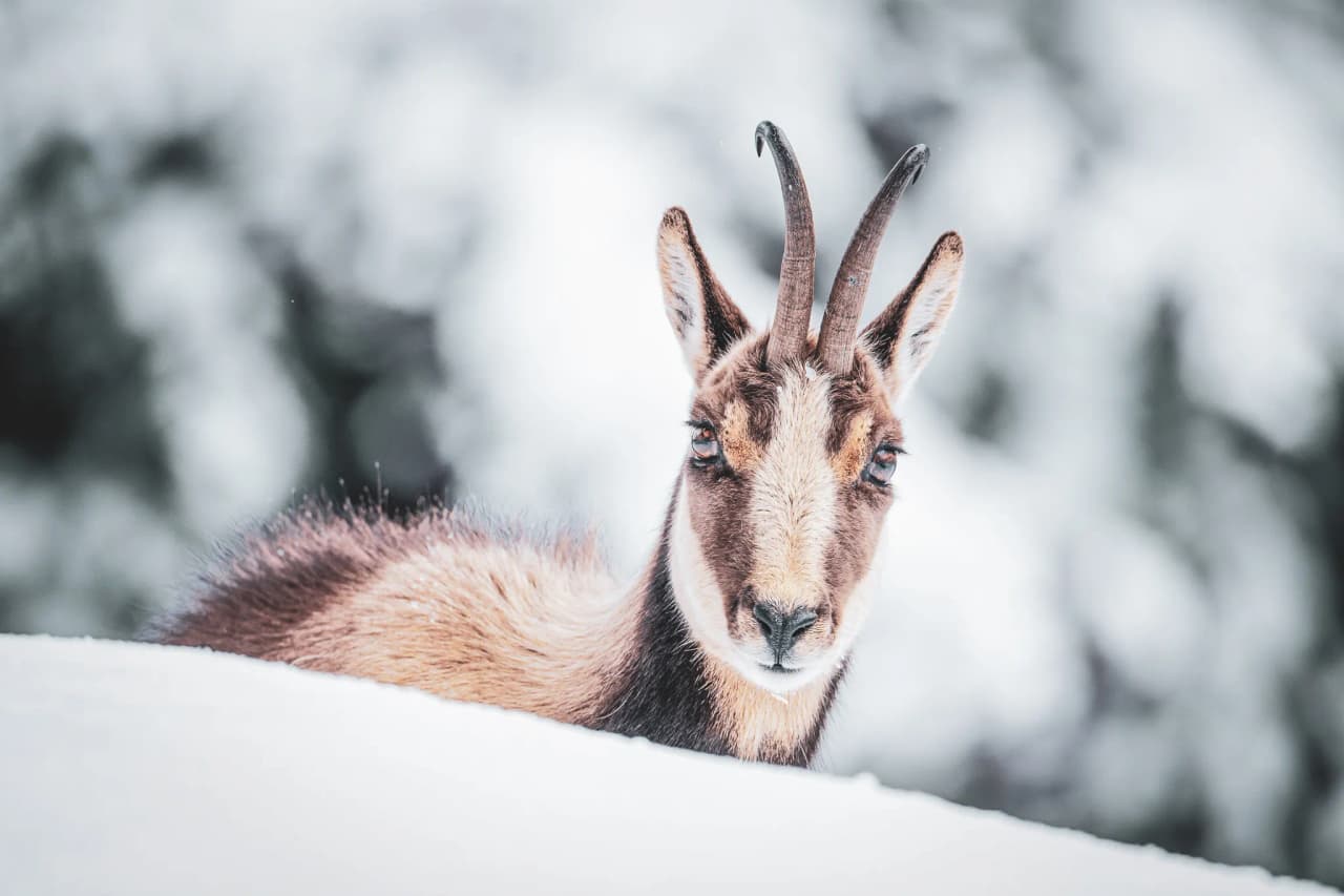 A chamois rests in the snow, surrounded by the enchanting scenery of the Pyrenees.