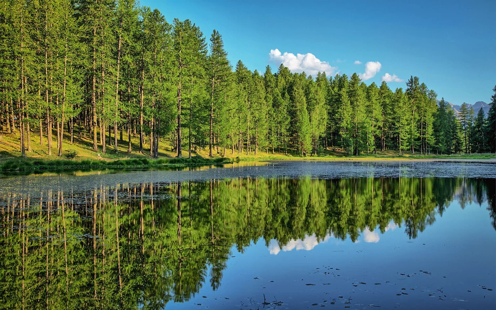 A serene natural landscape with a calm lake surrounded by green trees. The conifers are densely planted on the shore, their reflections reflected in the crystal-clear water. The sky is clear, with