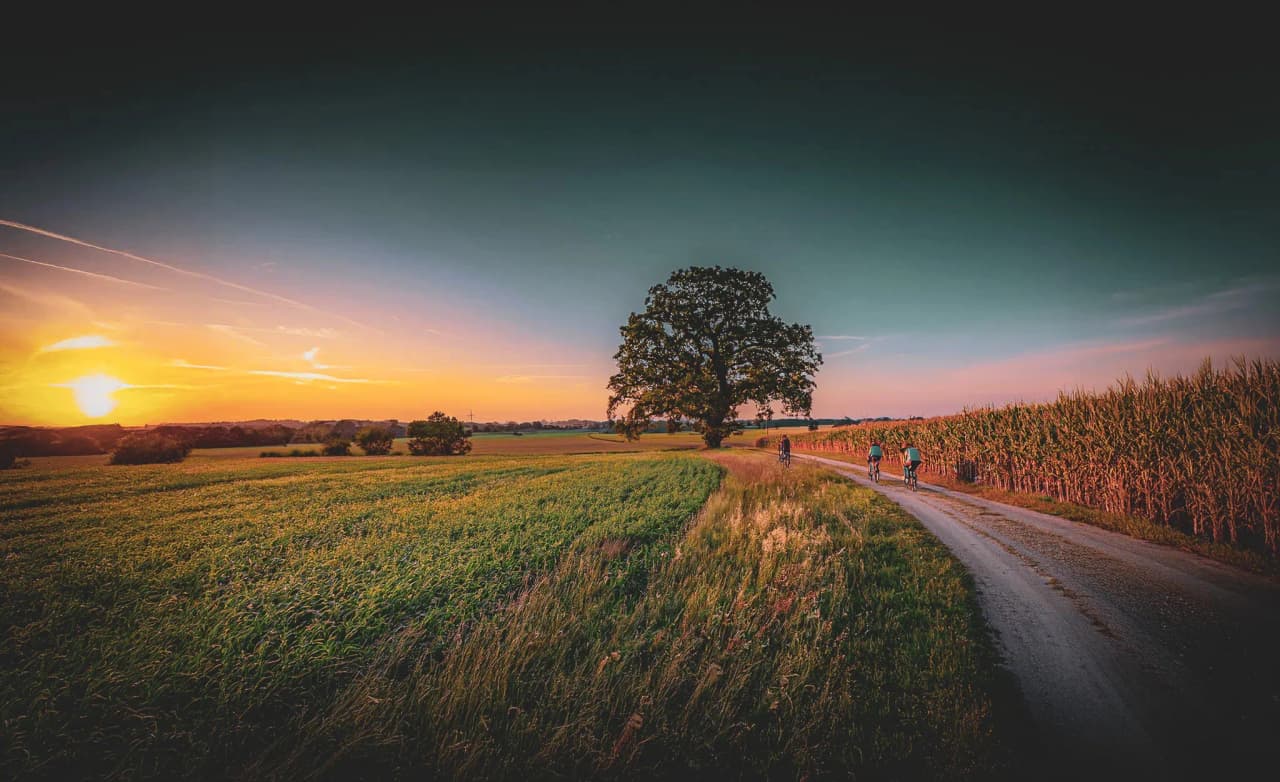 Cyclistes sur un chemin paisible au coucher de soleil, entourés de champs verdoyants.