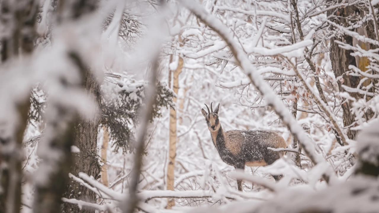 Chamois watching in an enchanting landscape of snow-covered forests in the Pyrenees.