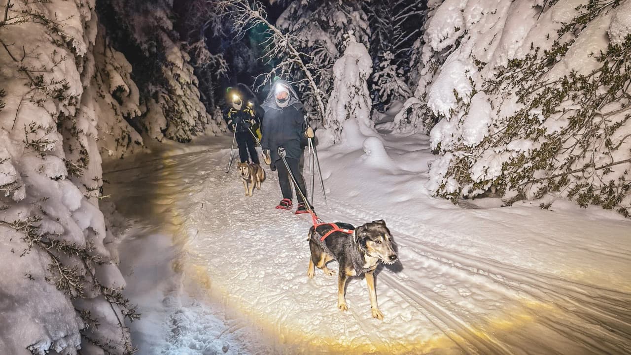A magical walk in Lapland under the stars, with sled dogs and glistening snow.