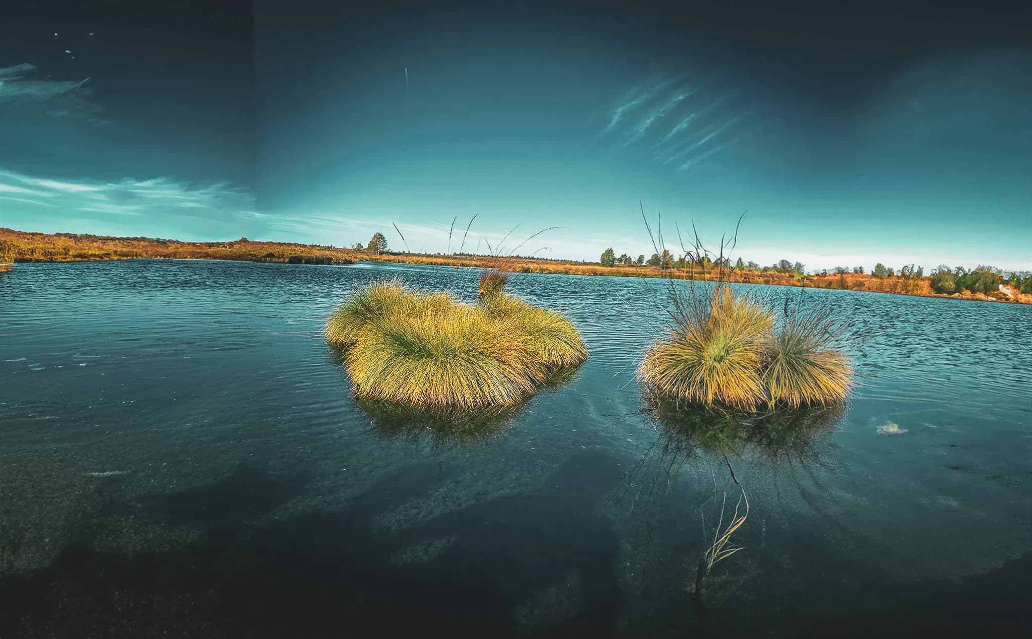 A tranquil pond with tufts of grass emerging from the surface, creating natural islands. The sky is a brilliant blue, dotted with light clouds, while the banks