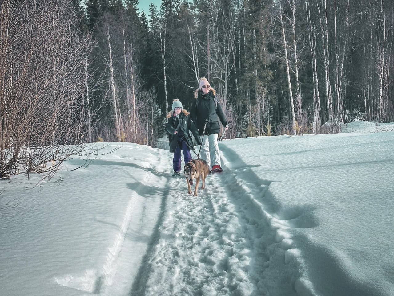 Une mère et son enfant marchent dans la neige, accompagnés d'un chien, sous les sapins en Laponie.