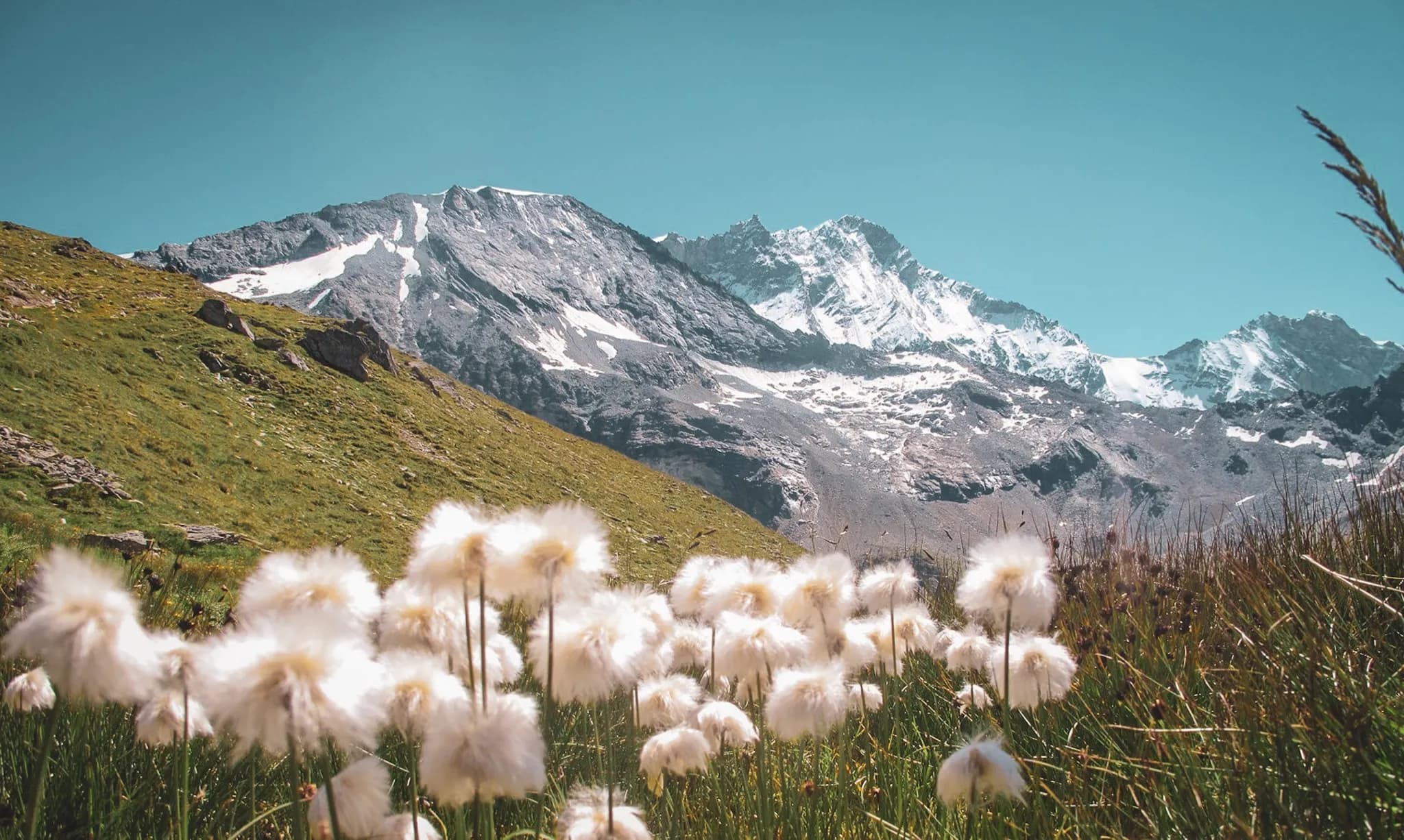A captivating Alpine panorama with snow-capped peaks and white flowers in the foreground.