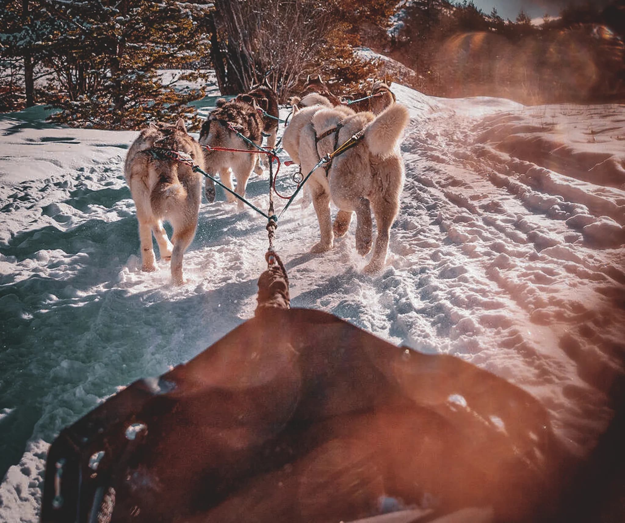 A team of sled dogs pulls a sled along a snowy path, with trees in the background. The dogs, which are light-coloured with spots, are in profile, showing their strength and stamina.