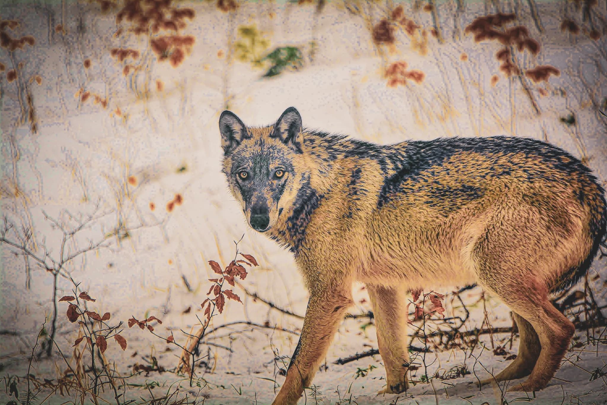 A majestic wolf in a snowy landscape, an invitation to adventure in the Vercors.