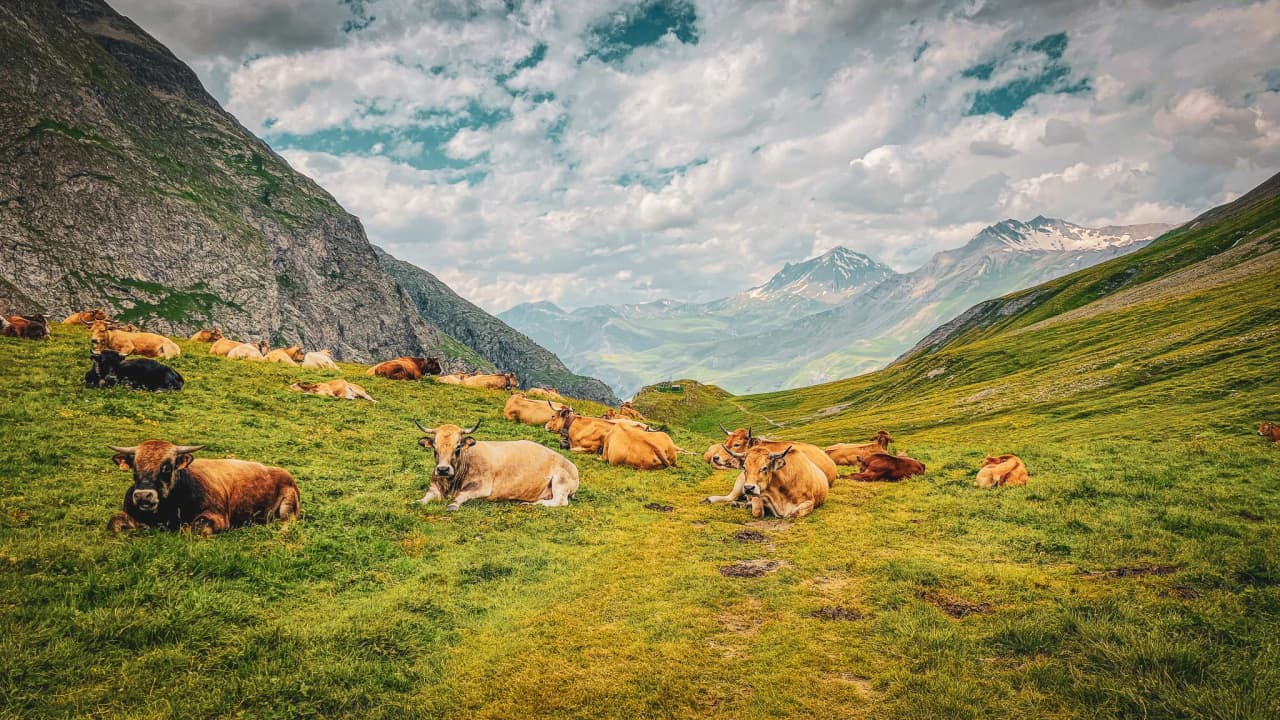 Cows grazing peacefully on a verdant alpine meadow, with majestic mountains in the background.